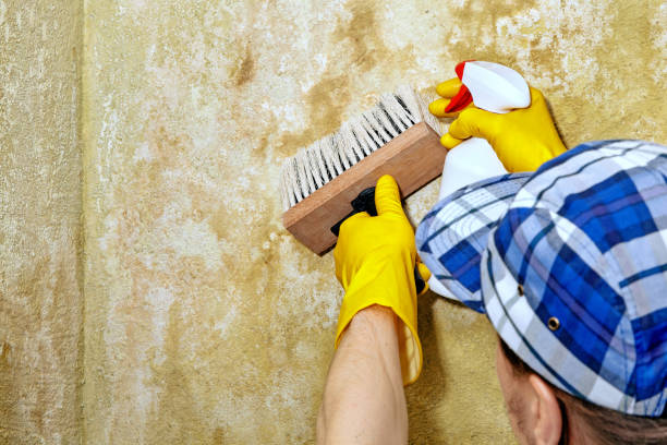 Jacobus, PA Mold Removal Company